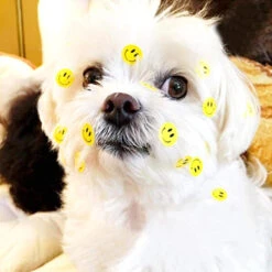 Rouleau De 50 Stickers SMILEY Pour Sécurité Enfant à Vélo -Mon Univers Velo Magasin rouleau de 50 stickers smiley pour securite enfant a velo 2